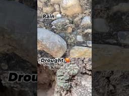 Aztekium ritteri cactus habitat during the rainy season vs. drought 🥵 #cactus