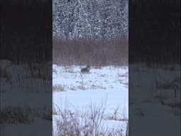 Large Wolf Pack 😳 #wolves #hunting