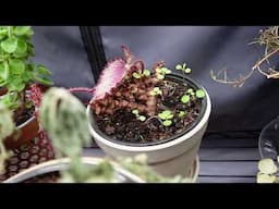Overwintering Annuals, Starting Seeds and Seed Haul