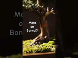Must Bonsai have Moss??