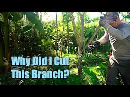 Syntropic Agroforestry | Spring Cleaning