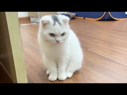 The white cat sister visits the kittens for the first time - milo kitten