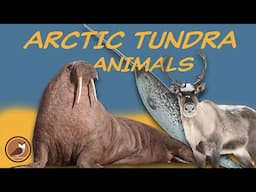 Animals of the Arctic Tundra Biome 🐇 Polar Bear, Narwhal, Walrus, Caribou