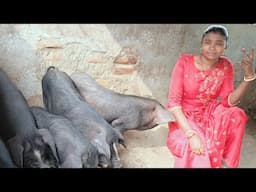 Best Piggery Farming Practices location Dehati beltola