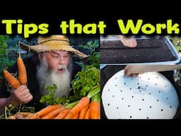 I Successfully Grow AWESOME Carrots Using These Simple Tips