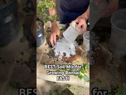 The BEST Soil Mix for Growing Bonsai FAST! #bonsai #bonsaitree #gardening #plants #tips #shorts