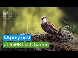 Live Osprey nest camera  | RSPB Loch Garten