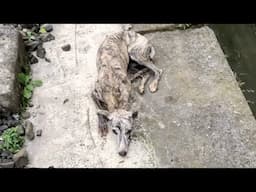 His body covered in wounds, he lay exhausted by the sewage ditch waiting for the end to come to him