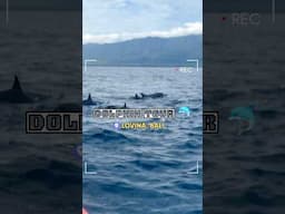 Dolphins in Bali #lovina #bali #balishorts #dolphin #dolphins #swimmingwithdolphins #bali2025 #short