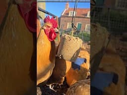 Hercules the rooster hogs the pecker block #chickenboredombusters #chickentreats #chickens #rooster