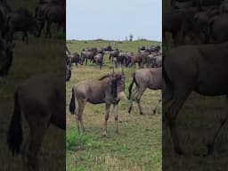 Migratory Herds Moving Through The Vast Open Plains | #Wildlife #ShortsAfrica