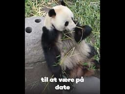 Mindre mad og højere lyde – Pandabrunsten nærmer sig! 🐼🎶