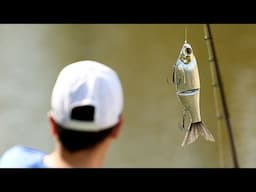 Tackle Warehouse Live - SPRO KGB Chad Shad 180 Glide Bait Chrome