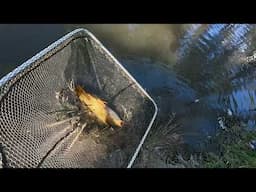 Well This Was A Bizarre Catch!