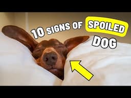 Is Your Dog Spoiled? 10 Signs