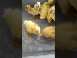 BABY DUCKS FIRST SWIM
