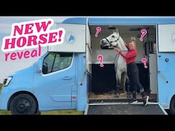 Meet My New Horse!!! 🐴