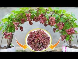 Two Ways to Grow Grapes in Small Containers and Get a Big Harvest | Sweet, Heavy Fruit