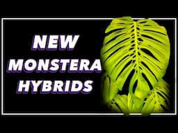 Monstera Hybrids are COMING...