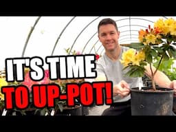 Up Potting Plants | Rhododendron Hoop House Tour