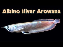 Albino Arowana – Beauty, Rarity & Care Guide! Osteoglossum bicirrhosum