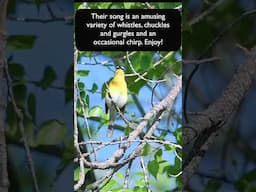 The Amusing and Varied Call of the Yellow-breasted Chat