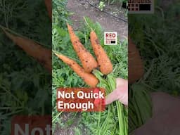 Not Quick Enough #carrots #spring #polytunnel #successioncropping