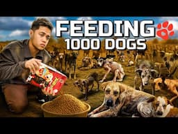 Feeding 1,000 Abandoned Dogs