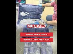 Rampas Bunga Ganja Bernilai Lebih RM1.4 Juta #MGFlash