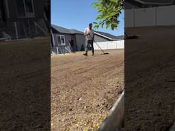 A dose of reality #lawn #diy #seed