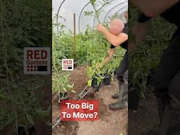 Too Big To Move? #tomatoes #growbags #containergrowing #relaycropping