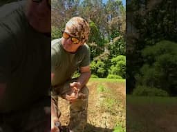 Pruning Tomatoes