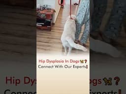 Hip Dysplasia In Dogs 🦮❓ Connect With Our Experts❗️