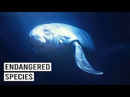 Scientists Still Don’t Know Why Sea Lions Are Disappearing