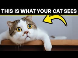 Scientists Reveal Your Cat Doesn’t See You as Human – So What Are You to Them?