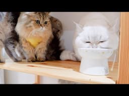 This kitten was so cute as he tried desperately to resist eating daddy's wet food!