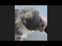 Cat politely asks for head pats and neck scratches