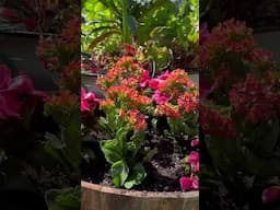 April Flowers for your  Zone 8 - 11 Garden