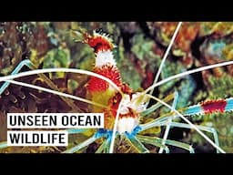 1 Hour Of Diving Into Our Beautiful Oceans | Ambient 4K Documentary