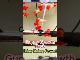 Guppy Fish Care - Guppy Growth Hack: Brine Shrimp Power! #fishtank #fishkeepinghobby #aquarium