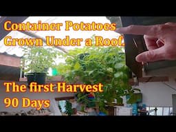 First Container Grown Potato Harvest of the Year.
