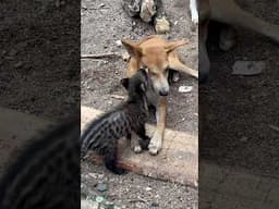 My African Civet