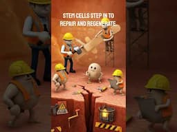 Stem Cells at Work: Watch Them Rebuild Your Skin!
