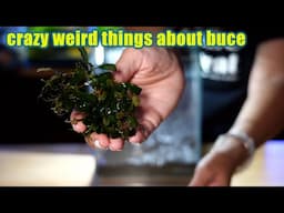 5 things that make buce better than the rest | how ANYONE can keep it!