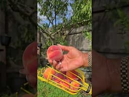 Last peach harvest of the season 😢
