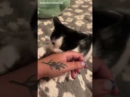 Funny Cute Cats 😺