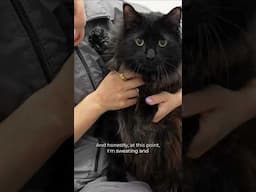 Handling a Maine Coon is like a cross-fit competition