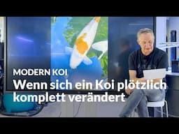 Wenn mein Kohaku Rot verliert und zum Koromo wird? | Modern Koi Blog #7442
