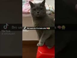 Smartest cats