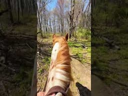 Would You Trail Ride With Us? 🐎☀️